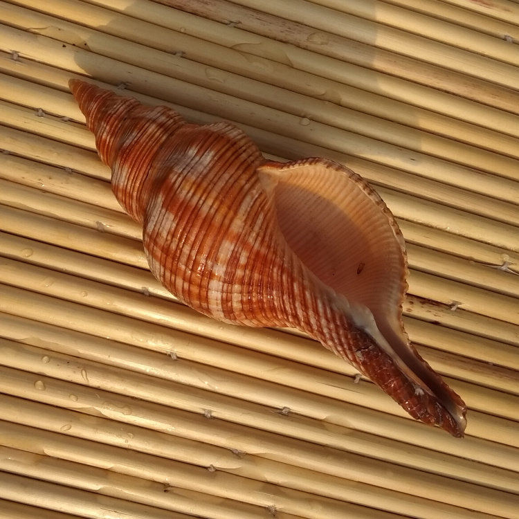 天然海螺贝壳红花钻螺红赤旋螺水族鱼缸造景海螺