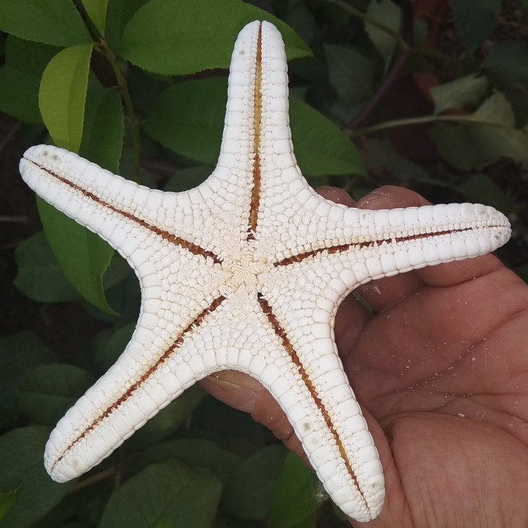 海星海螺贝壳白海星天然霸王面包拍摄婚庆墙贴海螺