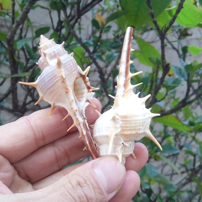 天然海螺贝壳女巫骨螺长刺水族鱼缸造景家居海螺