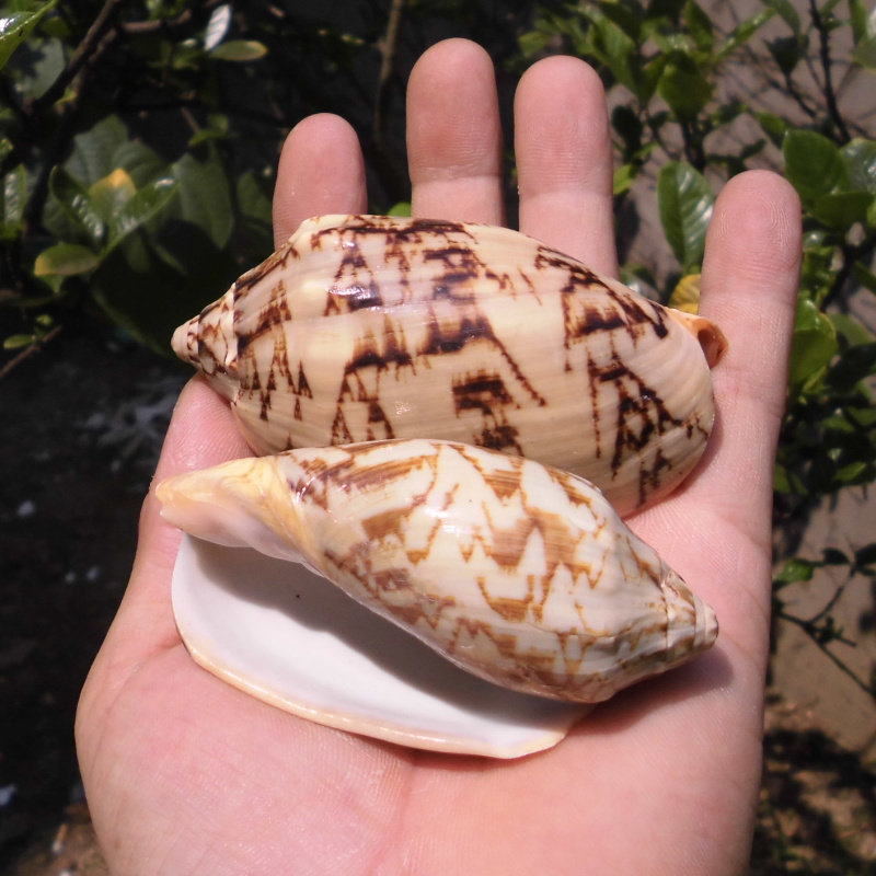 创意礼物 花纹帝王螺 水族鱼缸造景装 饰 地台墙贴 天然海螺贝壳 - 爱