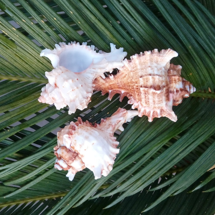 天然海螺贝壳千手螺 菊花螺 水族鱼缸造景装饰 创意家居橱窗设计