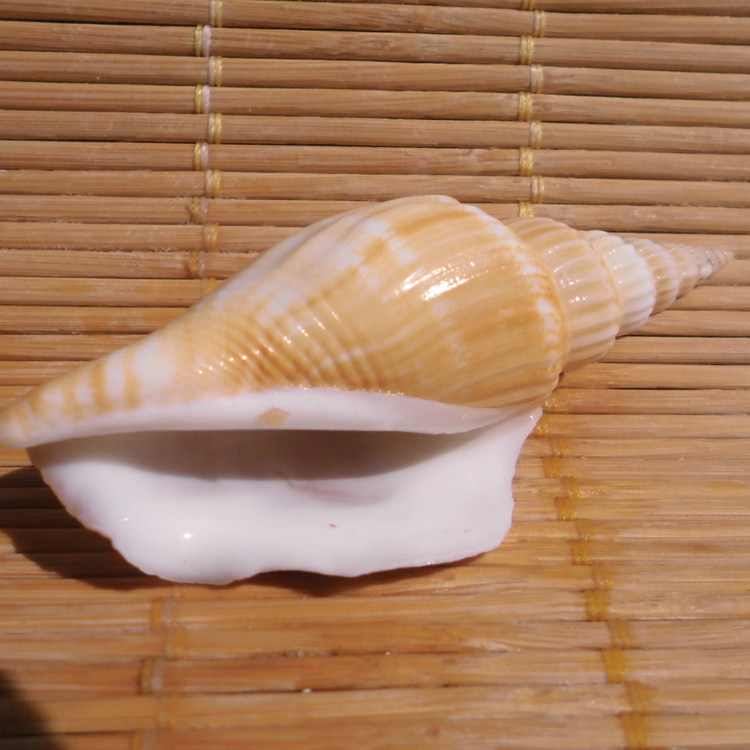 天然海螺贝壳金斧螺斧头竹笋凤凰水族鱼缸造景海螺