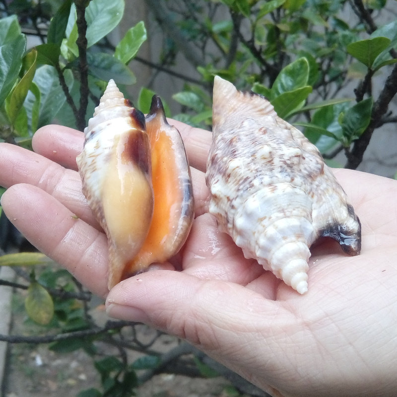 凤凰天然海螺贝壳燕子金袖鱼缸造景装饰海螺