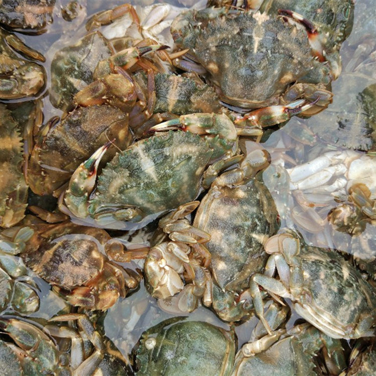 海鲜水产鲜活食用野生花盖活花盖蟹活赤甲红青蟹