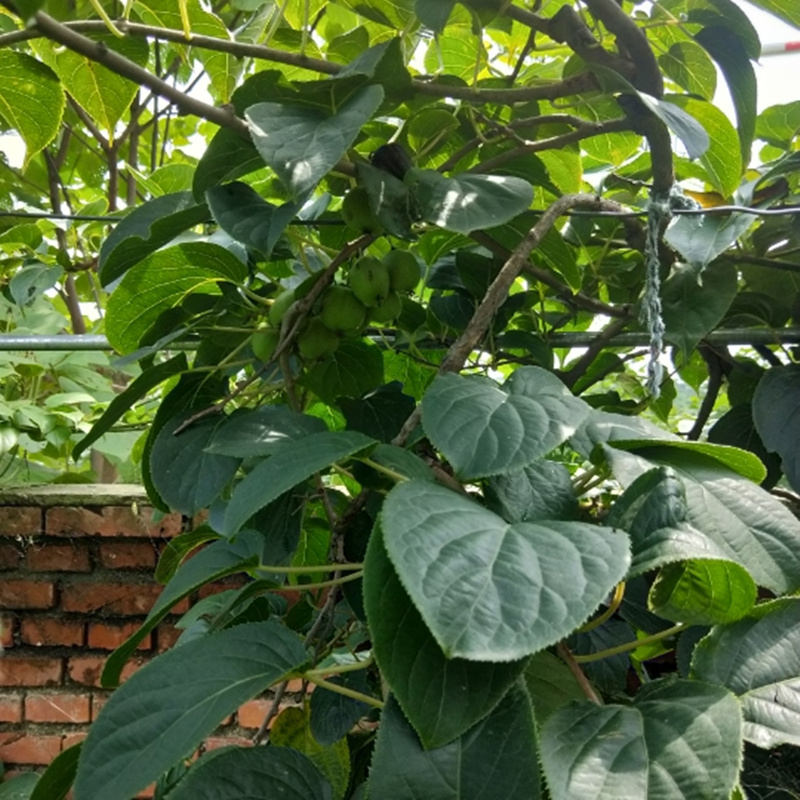 软枣现货新鲜子野生圆枣子鲜果猕猴桃龙城二号枣