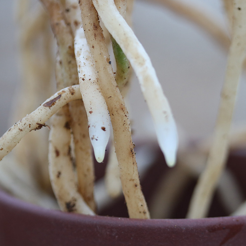 兰花苗春兰色花红花平【红芯荷】浓香型花卉铭品春兰易开花易养活