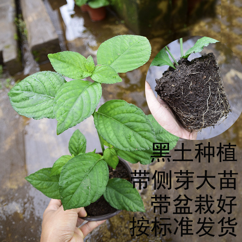 云南糯米香茶苗香叶香草型植物适合室内阳台庭院绿植