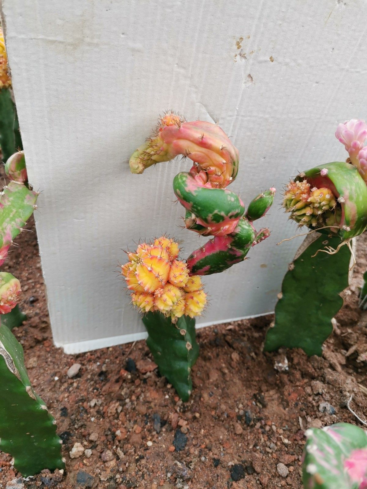 植物多肉龙凤牡丹仙人阳台观赏盆栽一物一拍多肉植物