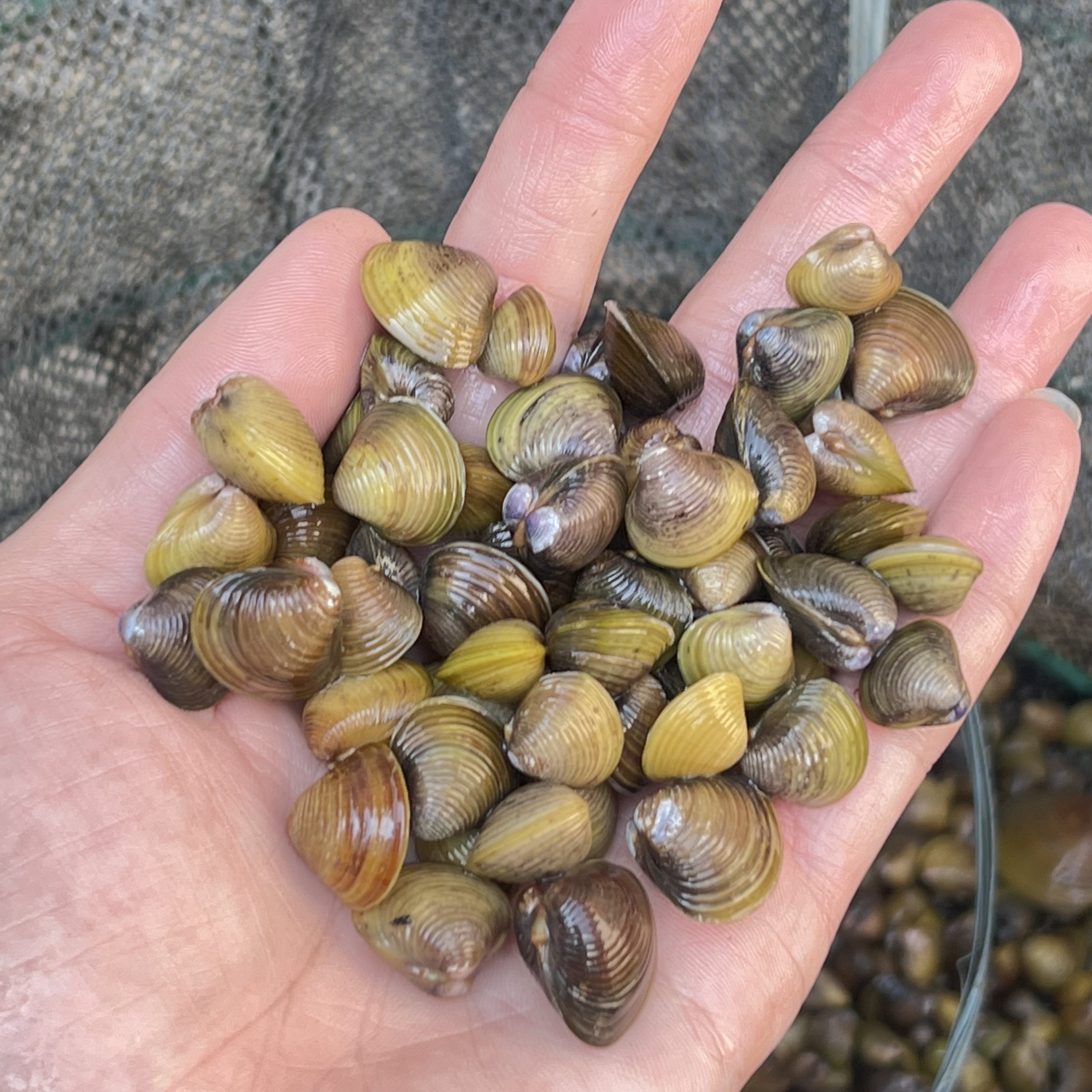 黄金蚬小河蚌溪蚬净水鲜活观赏淡水壳虾鱼缸螺