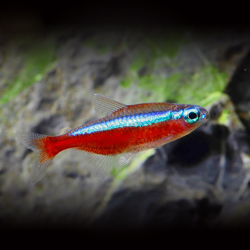 观赏鱼进口热带鱼巴西宝莲灯红莲小型淡水宠物鱼草鱼