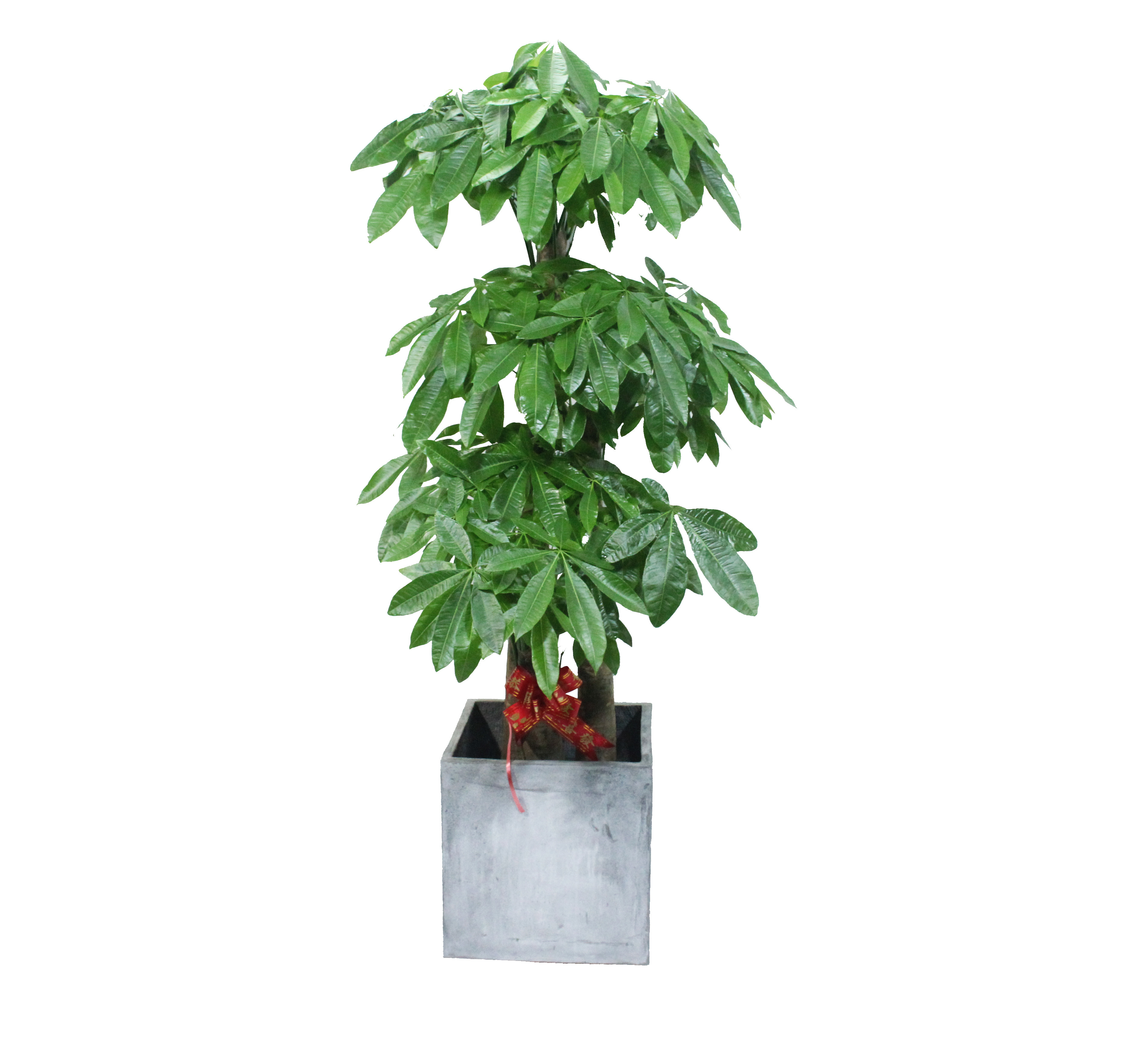 盆栽步步高发财树客厅大型植物净化空气绿植招财树大盆大型绿植