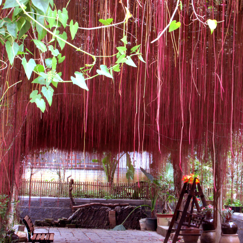 一帘幽梦锦屏庭院阳台爬藤攀援植物富贵帘蔓地珠帘绿植