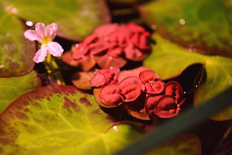 植物红毛水生浮萍水草水族景观水培虾龟缸满懒人绿植