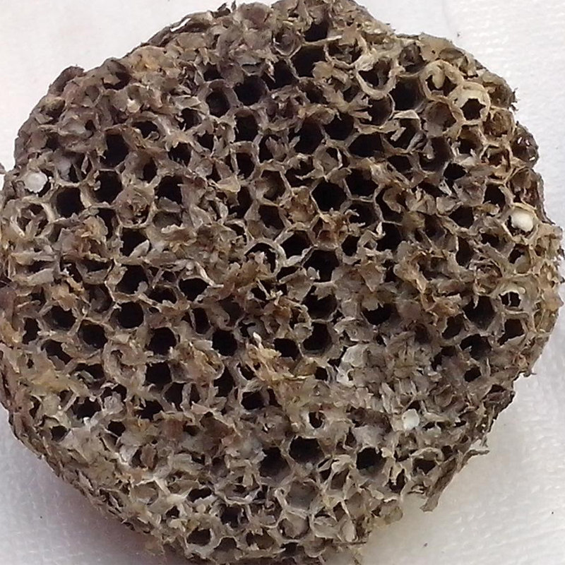 蜂房蜂窝新货蚂蜂窝蜂巢胡蜂巢新品大黄蜂大黄500g其他药食同源食品