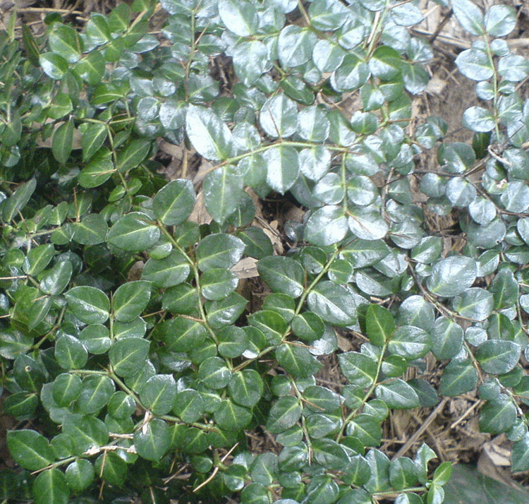虎刺正品鸟不中药材伏牛花山草药绣花针寿星推荐其他药食同源食品