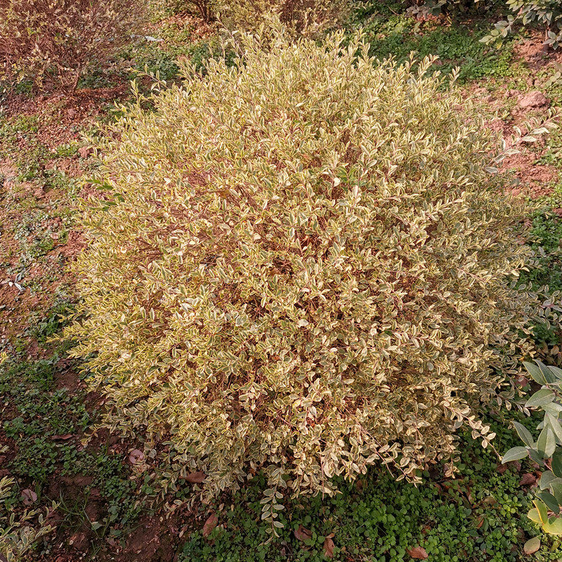 银姬小腊球金姬小腊球水腊金姬水花叶女贞彩叶观叶