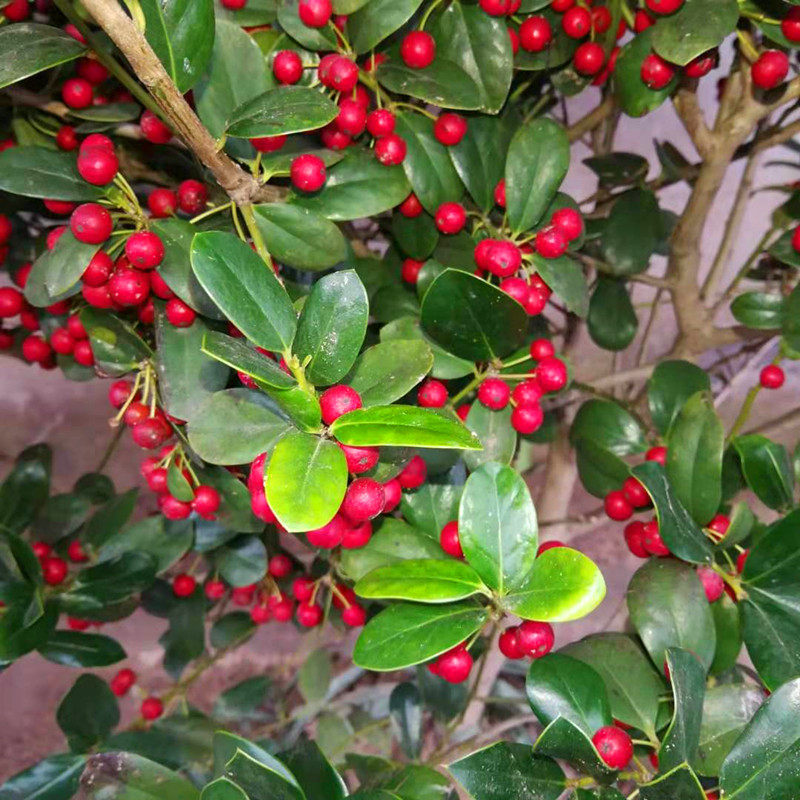 无刺枸骨球金玉满堂红无刺枸骨树苗四季常青北方庭院耐寒绿化苗