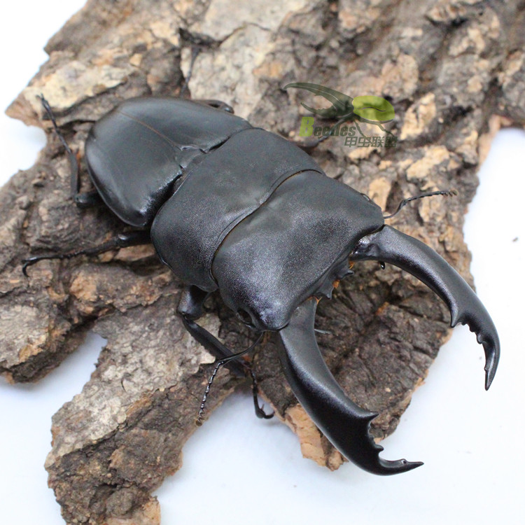 帝王巨扁形虫成虫幼虫另有独角仙战神毛象长海神特色爬宠