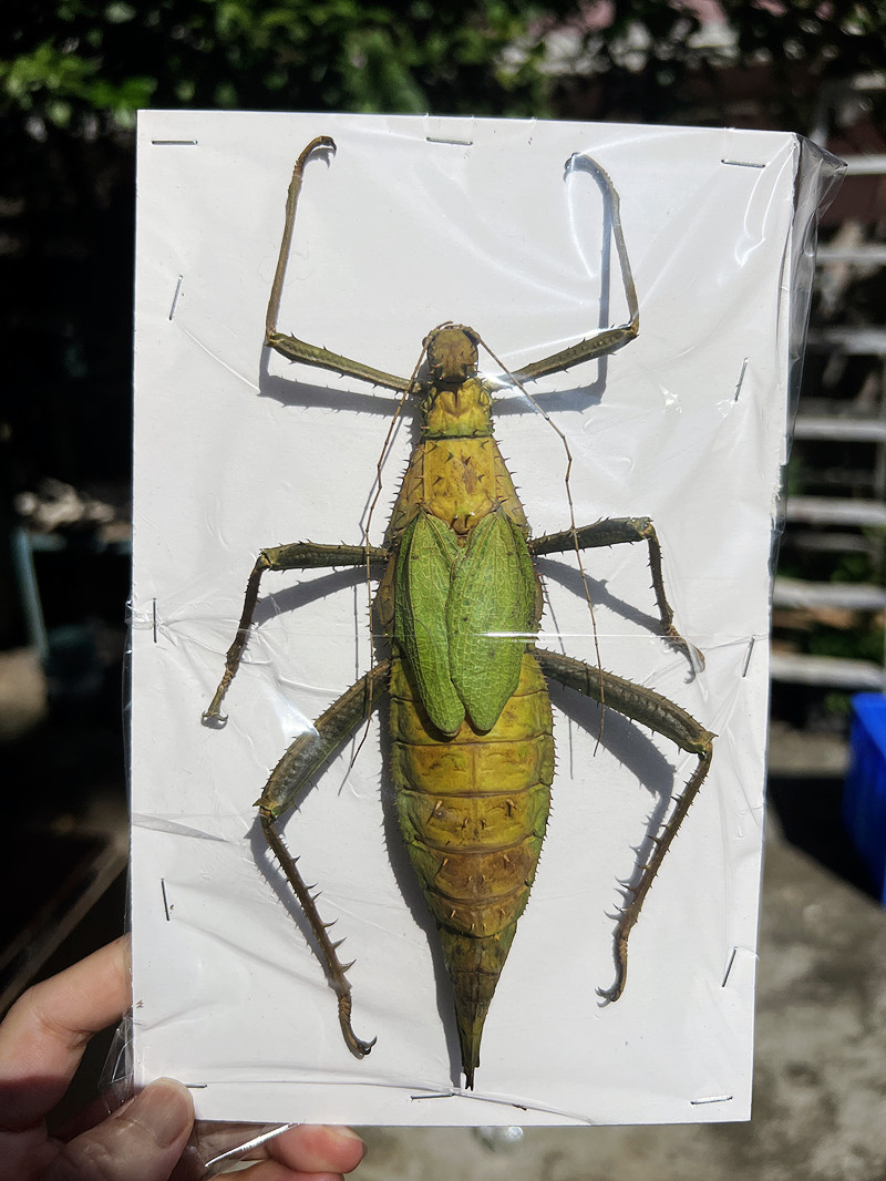 节虫标本竹节集合巨扁螳螂修目巨棘展翅幽灵特色爬宠