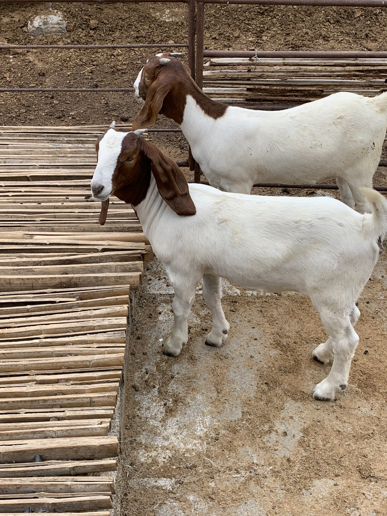 努比亚公羊怀孕母羊怀孕公羊活羊黑山羊小羊羔纯种山羊畜牧