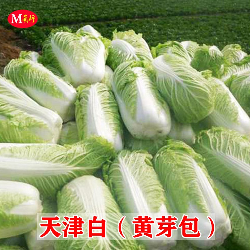 种籽天津大白菜种子黄芽包长筒白菜秋季四季播种家庭园艺种子