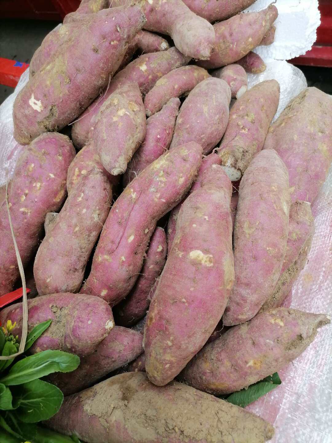 自家原生态种植黄心红薯5斤25元包邮番薯