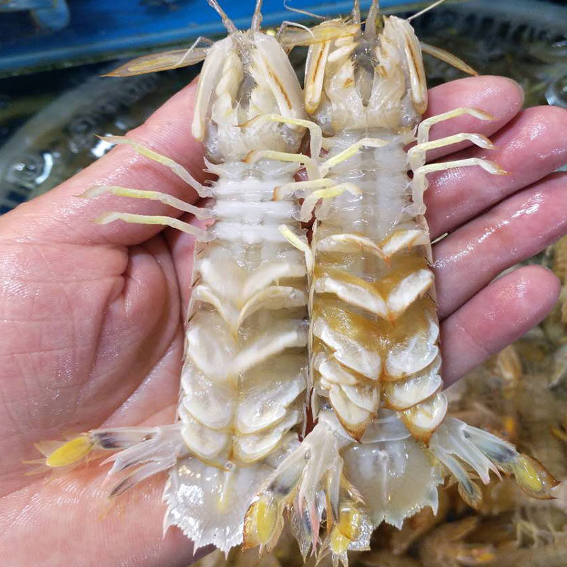 鲜活海鲜公母皮皮虾琵琶虾虾爬子富贵虾虾姑海虾新鲜水产现货500g