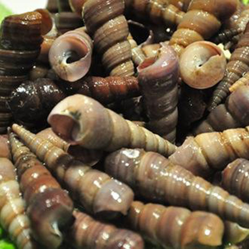 500g北京闪送鲜活去尾钉螺尖螺海螺新鲜海水产其它