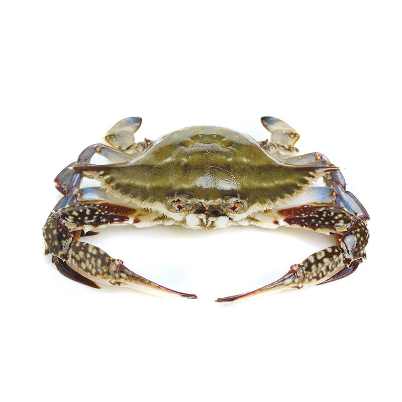 6两鲜活梭子母蟹海蟹飞蟹满肉满黄大螃蟹新鲜梭子蟹
