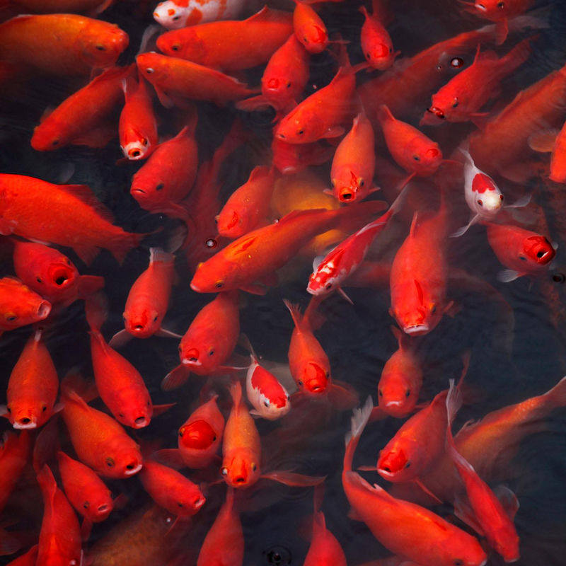 鱼苗小金鱼小型观赏观赏鱼小锦鲤鱼活体冷水冷水鱼鱼