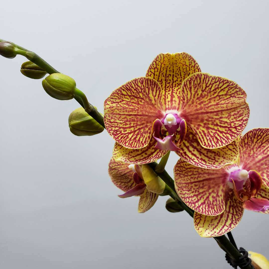 3.5寸杯蝴蝶兰出梗苗中小花包对版室内花卉盆栽优雅清新花期长