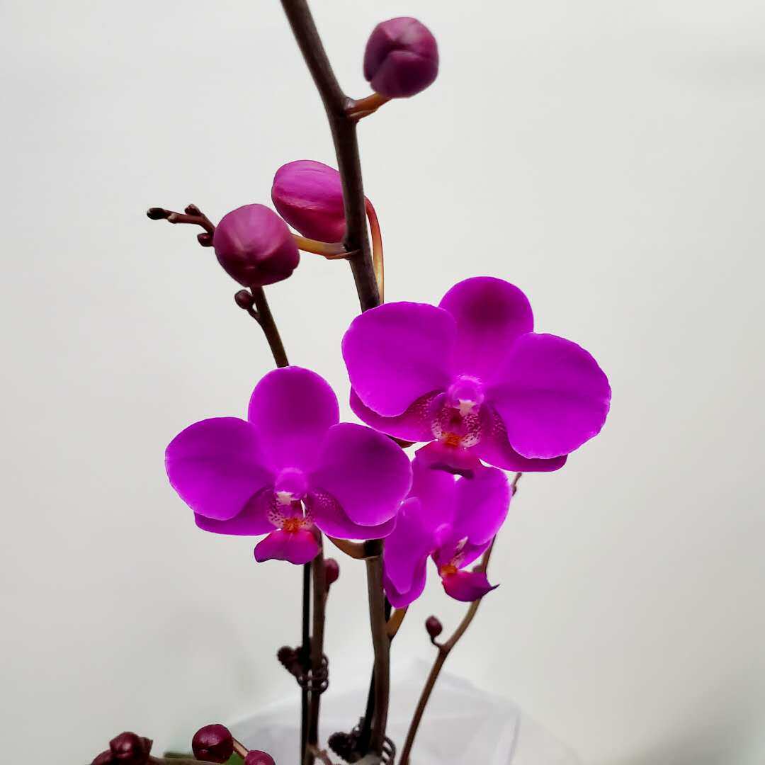 3.5寸蝴蝶兰出梗苗中小花室内花卉盆栽优雅清新花卉