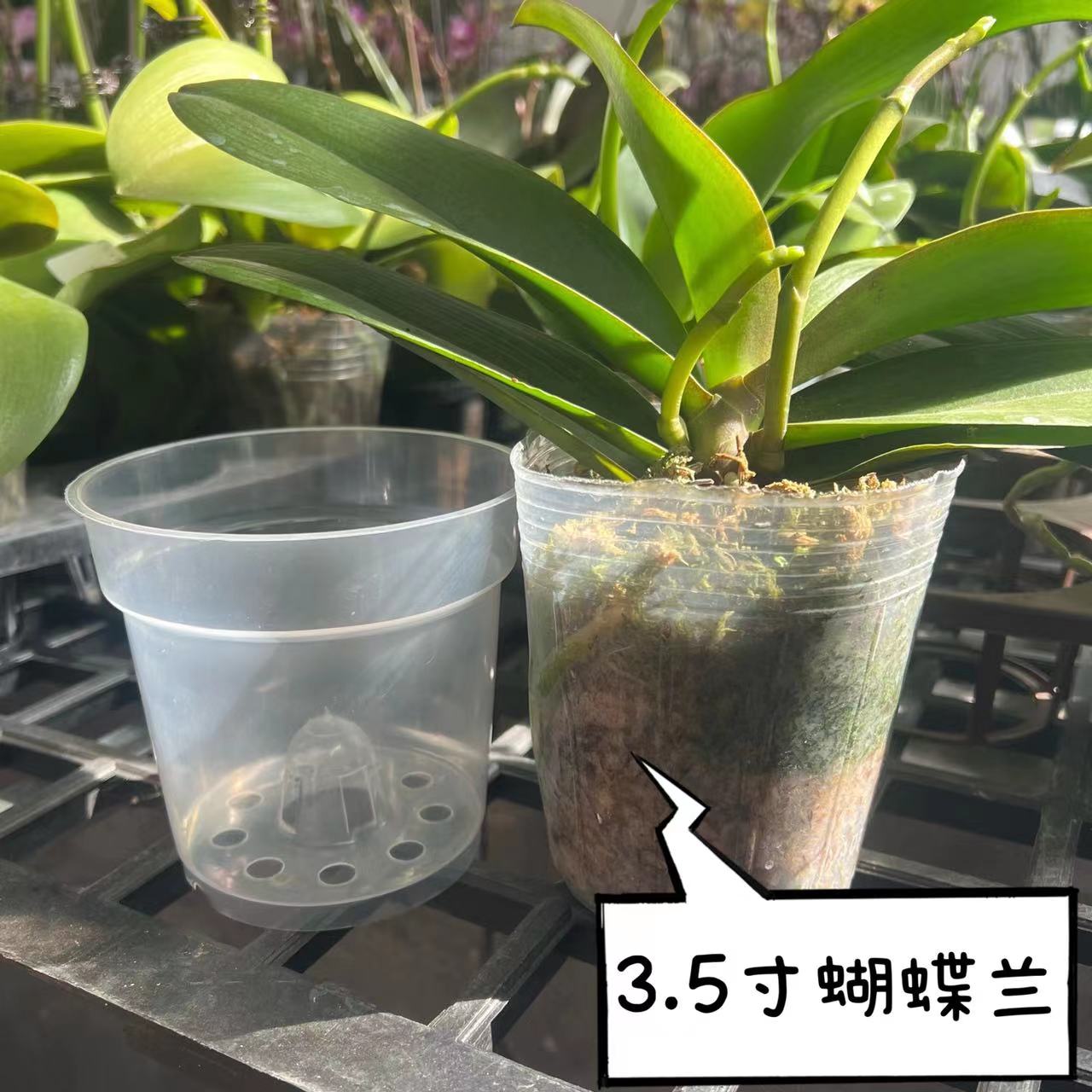 包邮蝴蝶兰卡特兰文心专用花盆透明透气圆形控根盆花盆