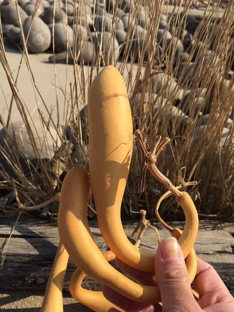 葫芦纯天然雕琢自然生长长的造型长条小鱼家居葫芦