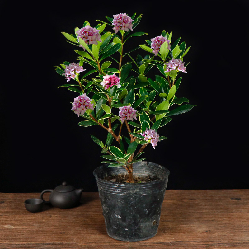 瑞香金边盆栽室内浓香香型盆景冬季开花植物绿植