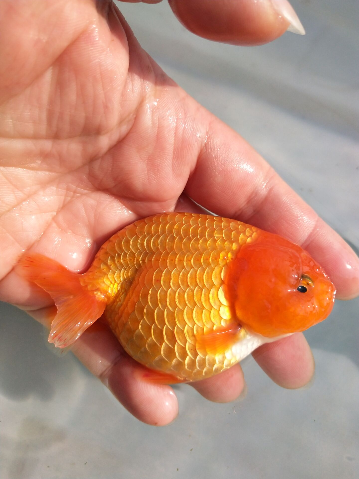 金鱼精品活体兰寿红白白花观赏鱼狮头蝶尾宠物鱼