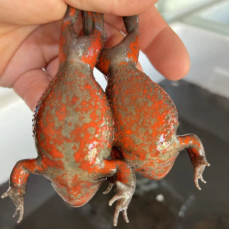 蛤蟆红肚石蛤蟆活体林蛙东北全国包邮一斤16只其它雪蛤制品