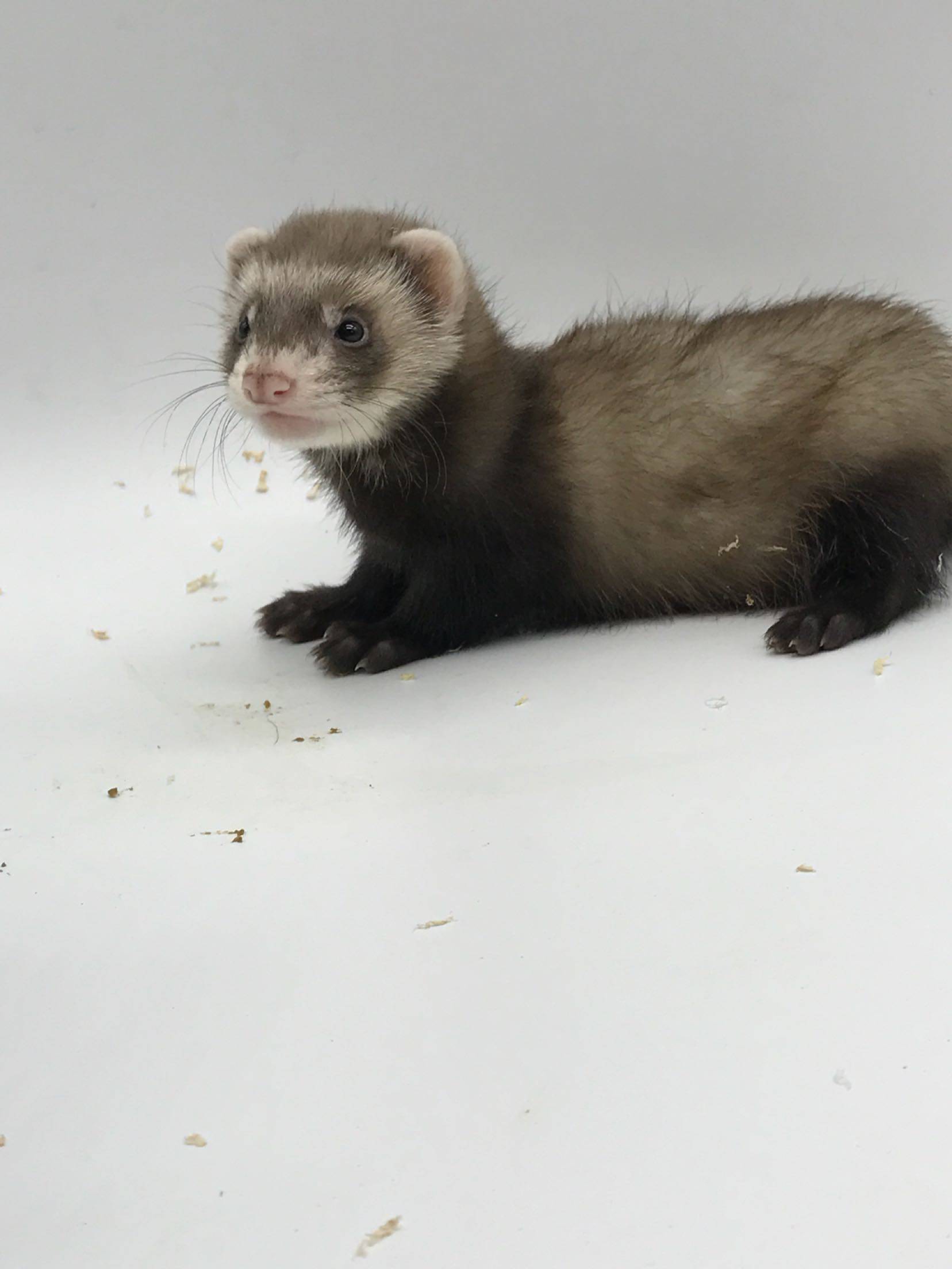 正品安格鲁活体宠物芯片绝育除臭全国发货视频宠物貂