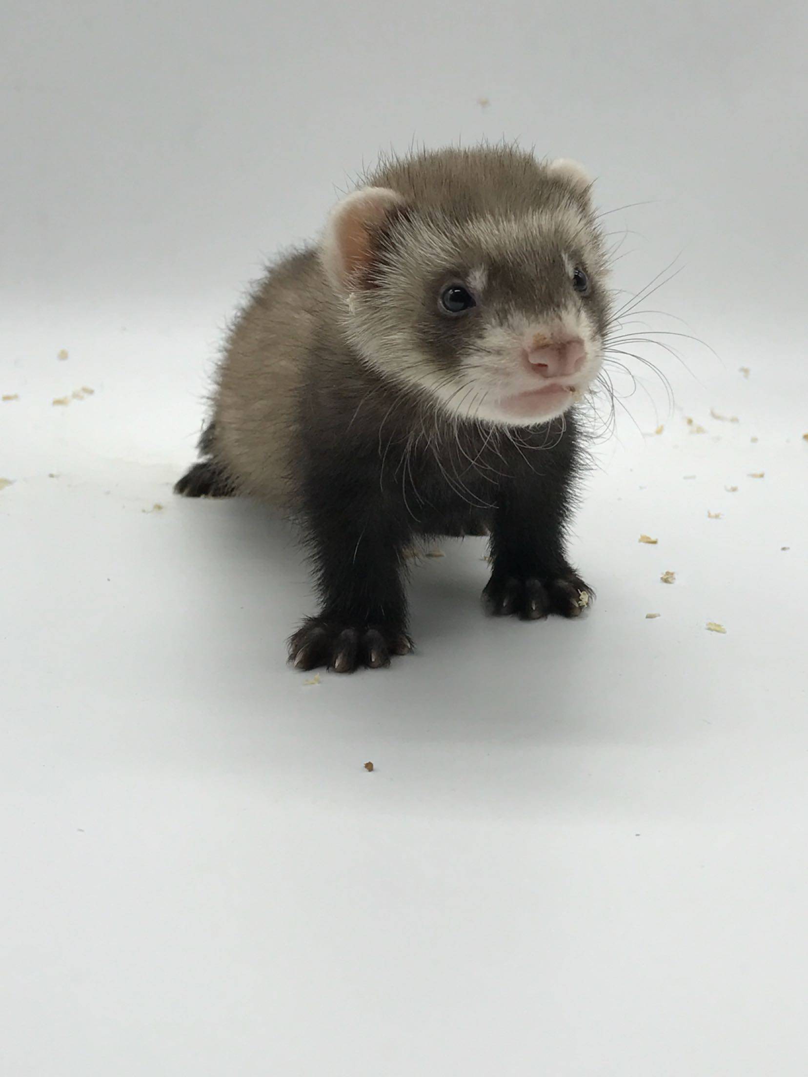 正品安格鲁活体宠物芯片绝育除臭全国发货视频宠物貂