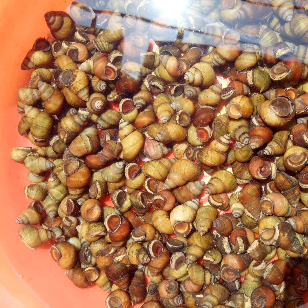 石螺泥清水四斤一件蜗牛螺蛳螺丝活体田螺新鲜泥螺