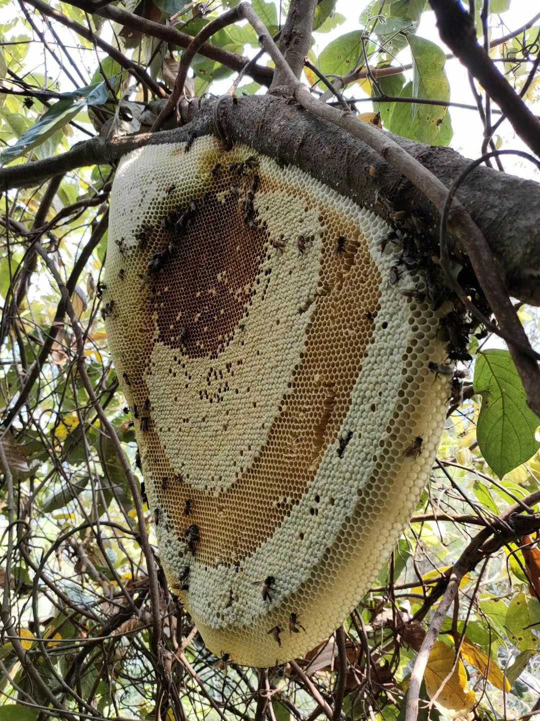 云南野生大挂蜂蜜原始森林大排蜂蜜纯正天然百花蜜雨林马叉蜂巢蜜