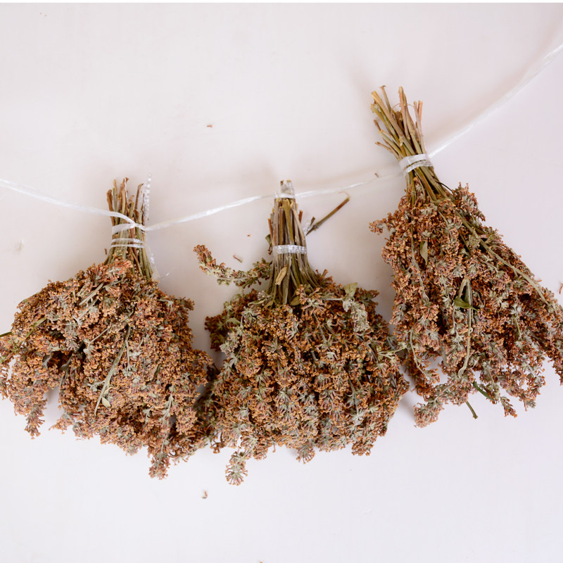 米饭黄花染料广西密蒙花黄饭花黄色五色糯米其它干货