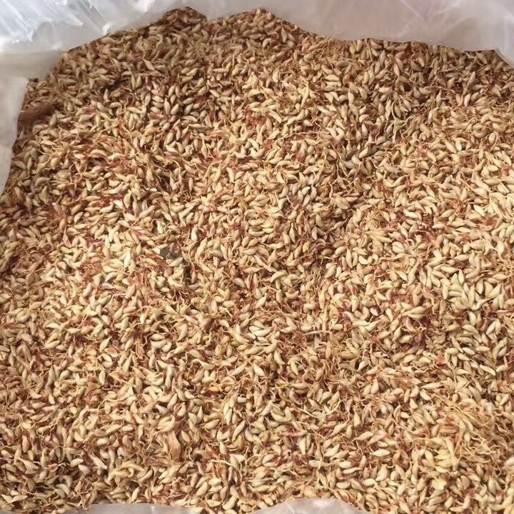 浙江诸暨特产木莲豆腐木莲子木莲籽冰粉籽薜荔果籽凉粉籽爱玉子籽