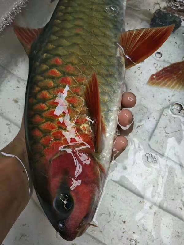 青竹鲤凤仙子子鱼倒刺红脸吉罗活体冷水原生鱼