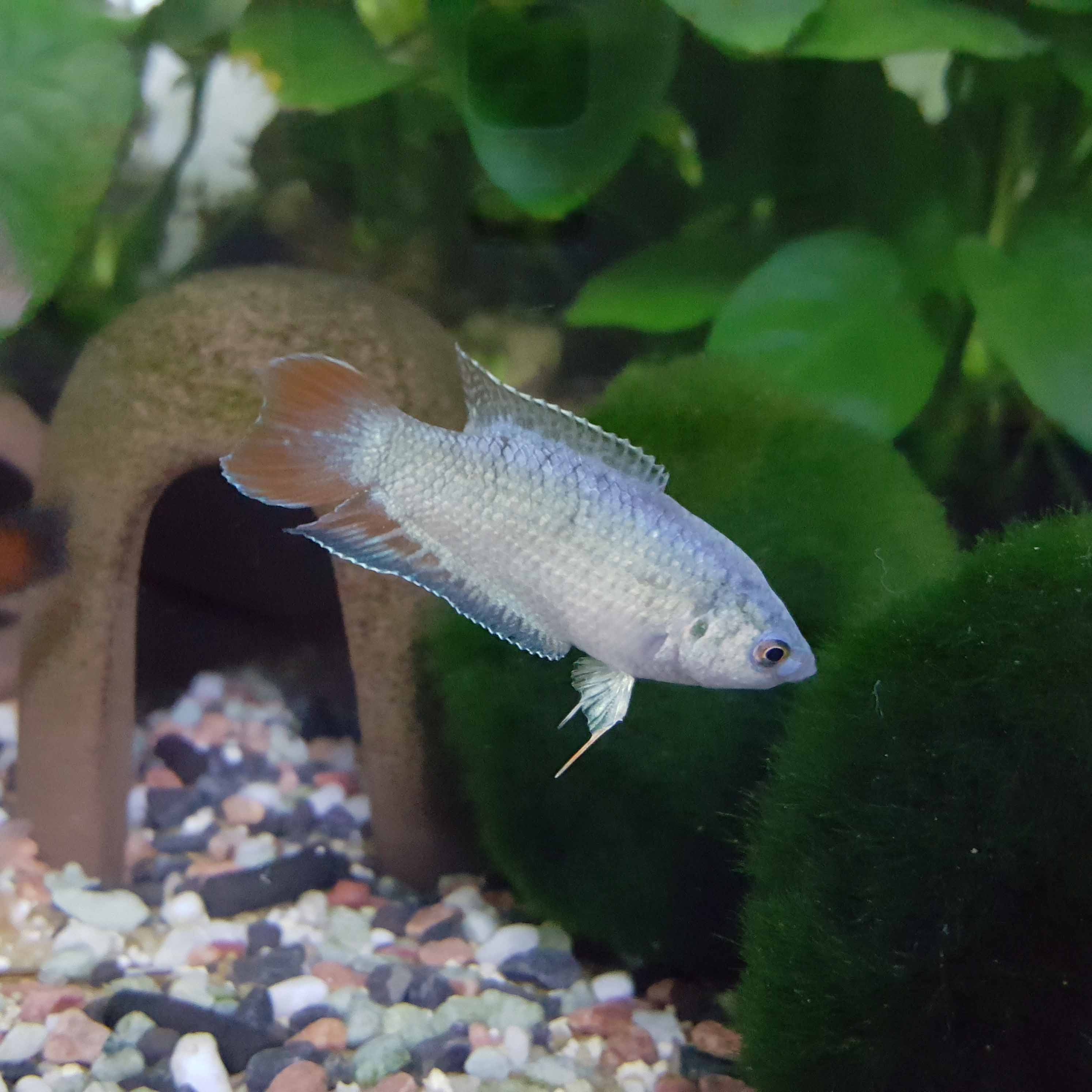 活体普叉斗鱼蓝叉蓝火焰红火焰斗 圆尾斗鱼 原生鱼冷水观赏鱼活体