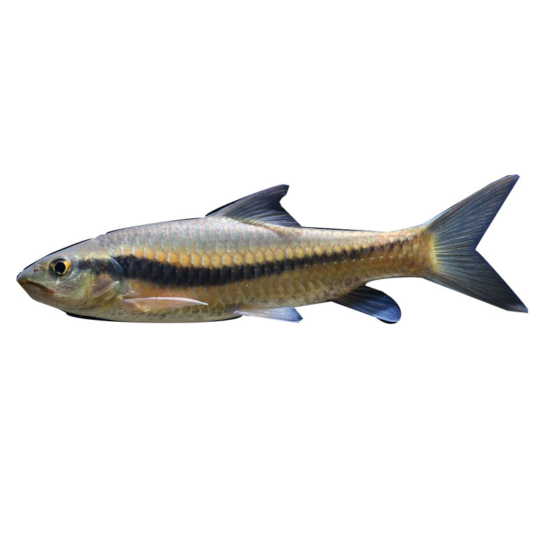 黑背波鱼 活体南方波鱼 原生冷水观赏鱼 小型鱼群游 稀有原生鱼