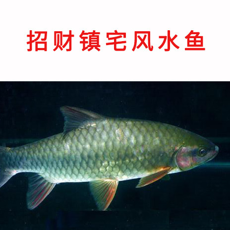 青竹鲤凤仙子子鱼倒刺红脸吉罗活体冷水原生鱼