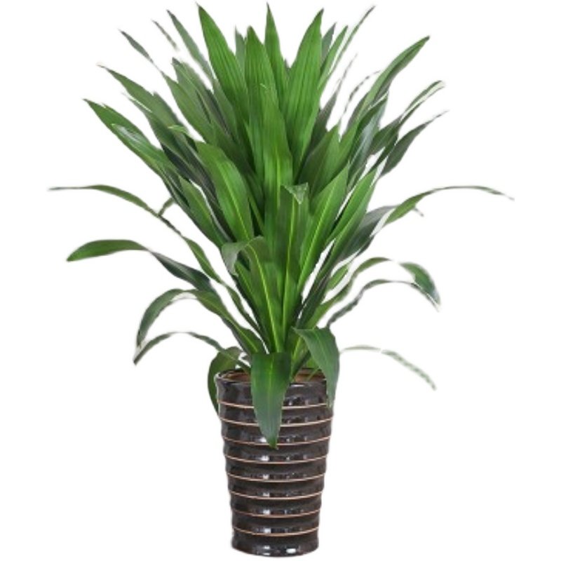 绿植大型盆栽青叶巴西西铁直板也门铁树商超绿植