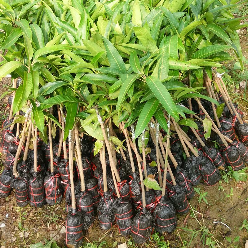 正宗红贵妃芒果苗树苗嫁接芒果树苗芒果苗 盆栽地栽果树苗南方种