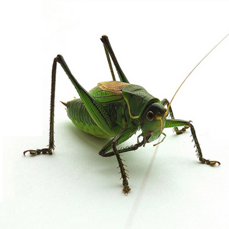 蝈蝈活鸣虫新活体精品大号炮筒宠物昆虫铁皮其他爬虫